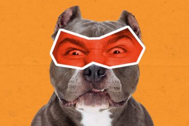 Hlídací pes demokracie, či šelma psovitá utžená ze řetězu?